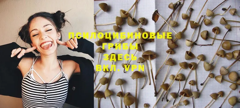 купить   Островной  Псилоцибиновые грибы Psilocybe 